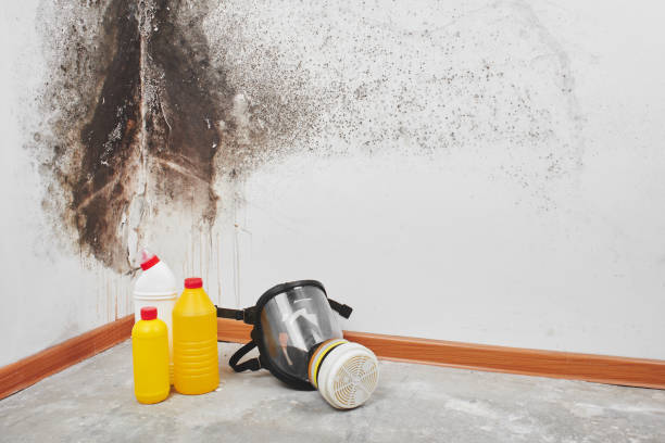 Best Emergency Mold Removal  in Fox Lake, IL