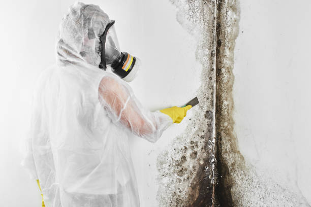 Best Attic Mold Removal  in Fox Lake, IL