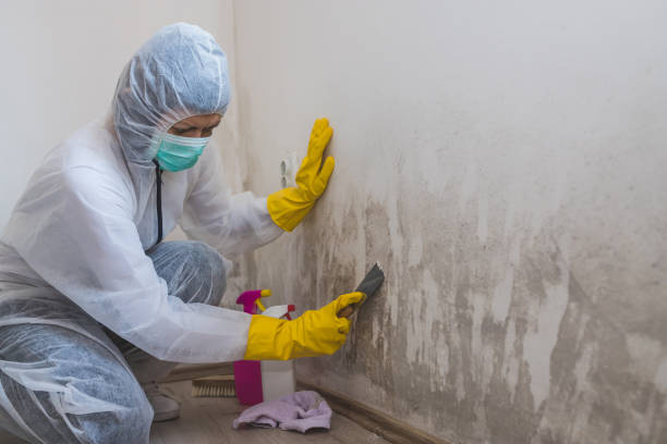 Best Toxic Mold Removal  in Fox Lake, IL