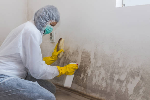 Best Crawl Space Mold Removal  in Fox Lake, IL