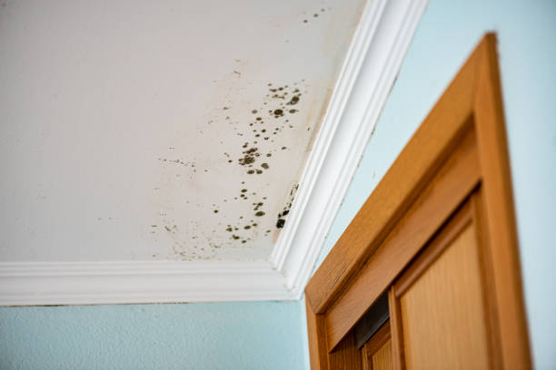 Best Attic Mold Removal  in Fox Lake, IL