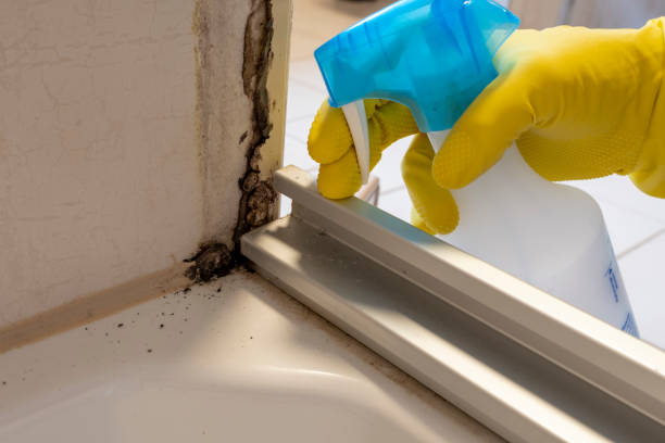 Attic Mold Removal in Fox Lake, IL