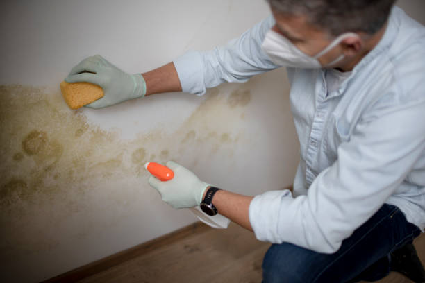 Best Professional Mold Removal  in Fox Lake, IL