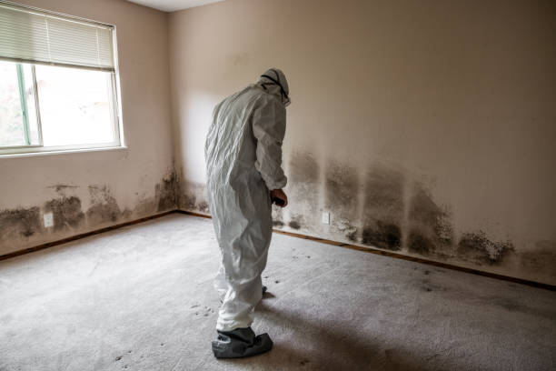 Best Mold Removal and Inspection  in Fox Lake, IL