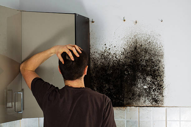 Best Crawl Space Mold Removal  in Fox Lake, IL