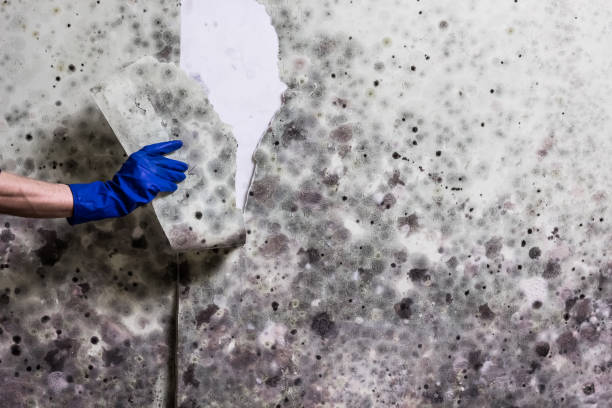 Best Local Mold Removal Service  in Fox Lake, IL