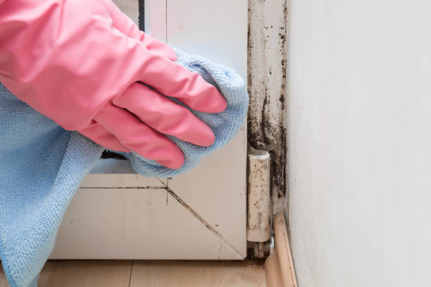 Mold Removal and Inspection in Fox Lake, IL