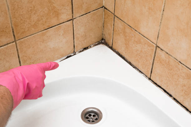 Best Fast Mold Removal  in Fox Lake, IL