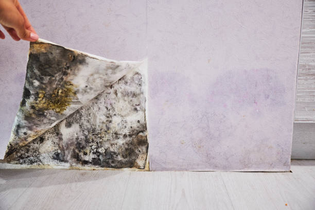 Best Mold Removal Company Near Me  in Fox Lake, IL